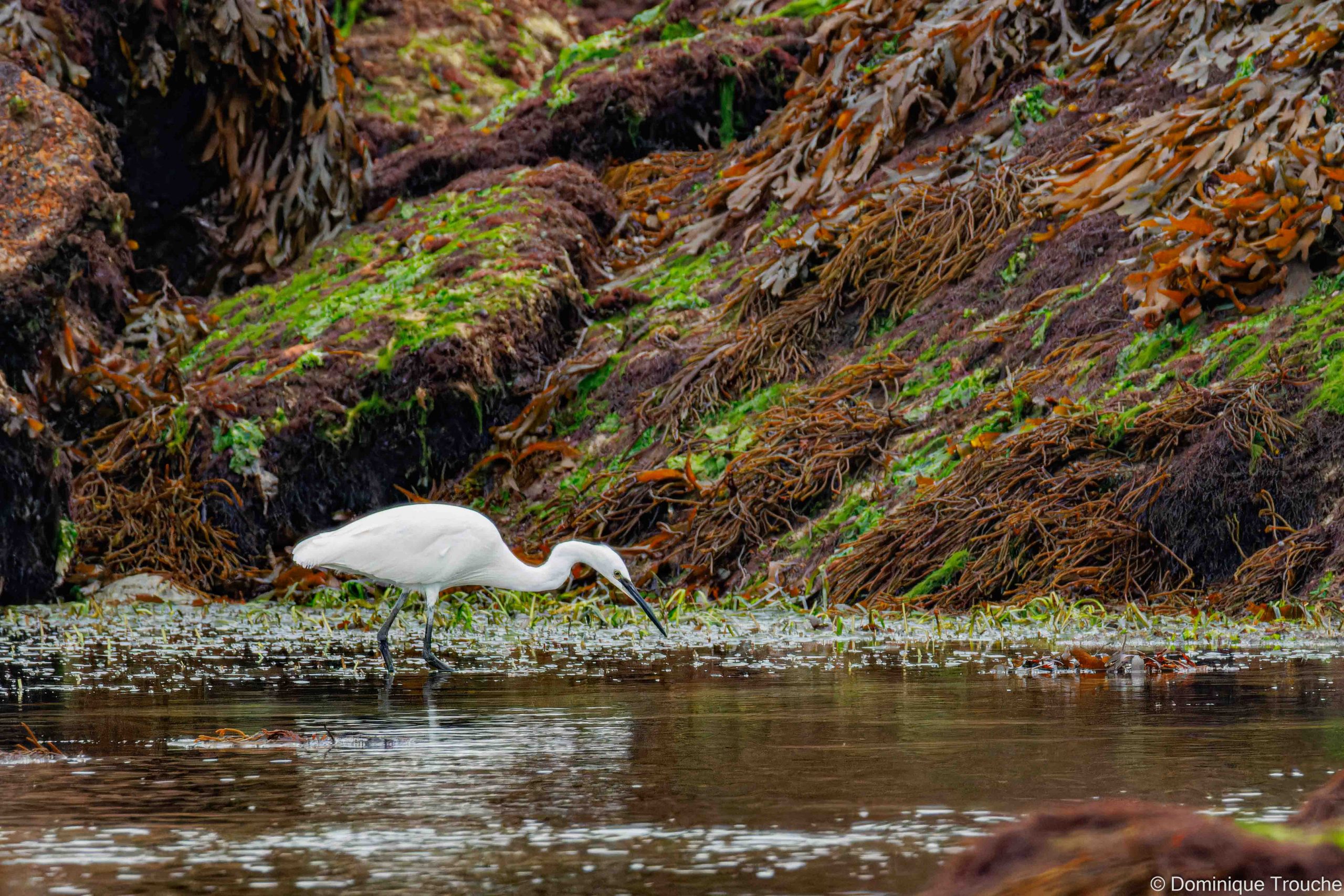 Aigrette garzette à la pêche