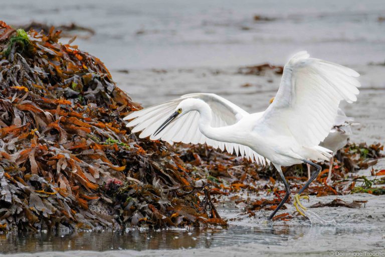 Aigrette garzette à la pêche