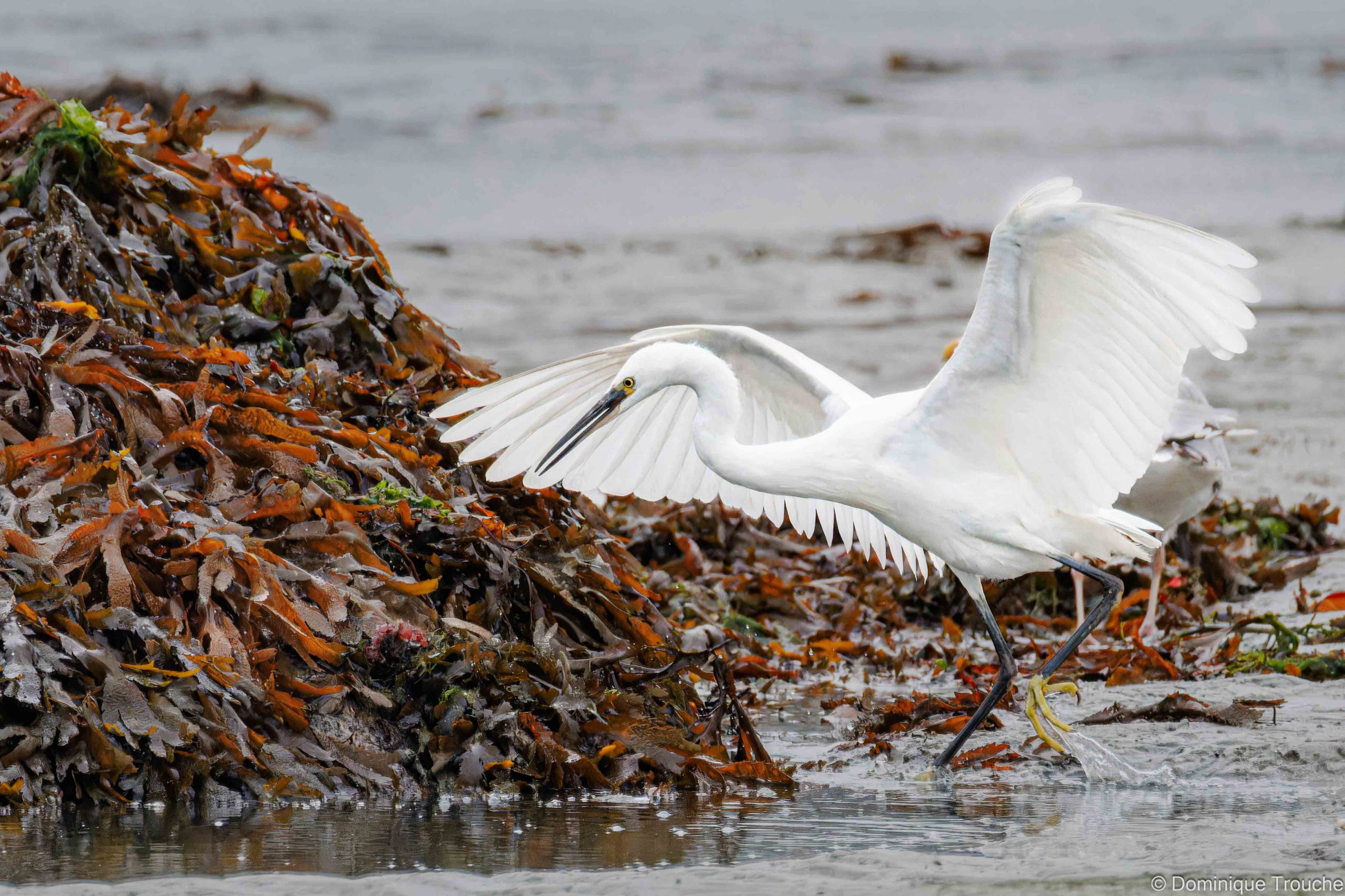 Aigrette garzette à la pêche