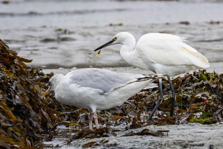 Aigrette garzette savoure une crevette