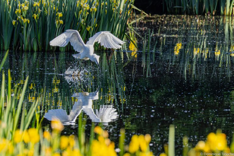 Aigrette garzette