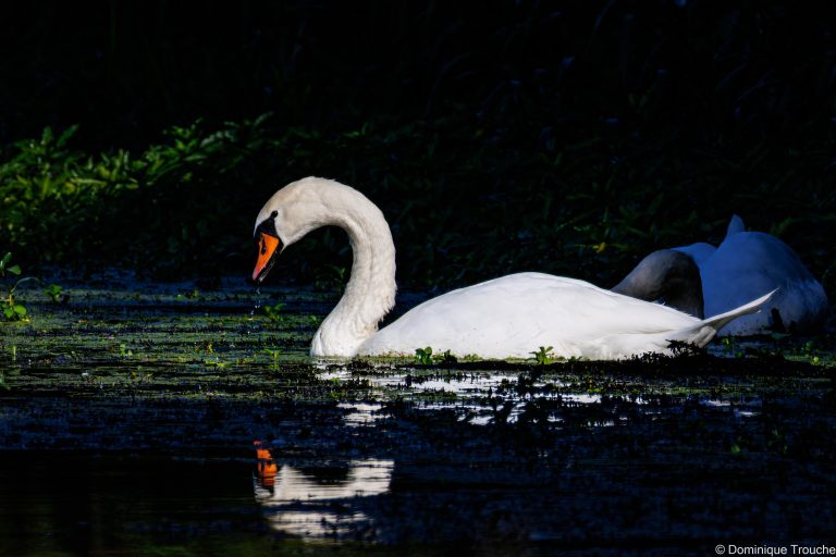 Cygne tuberculé