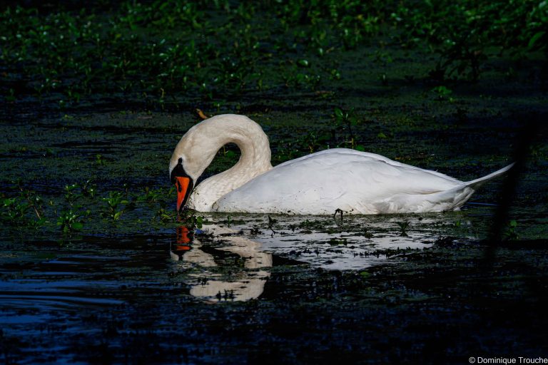 Cygne tuberculé