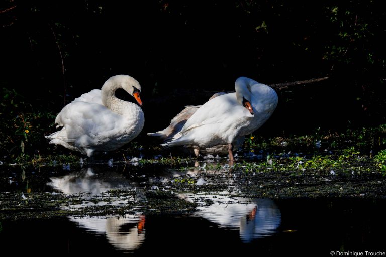 Cygne tuberculé