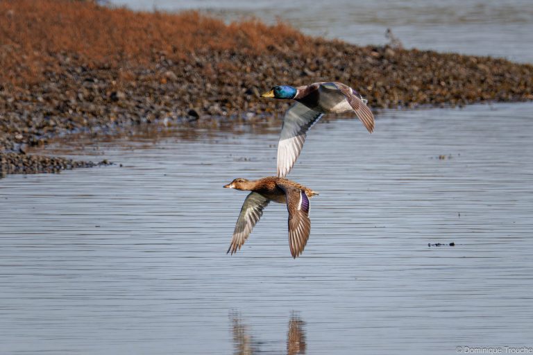 Canards colvert