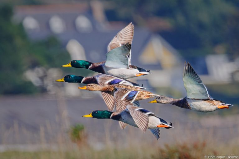 Canards colvert