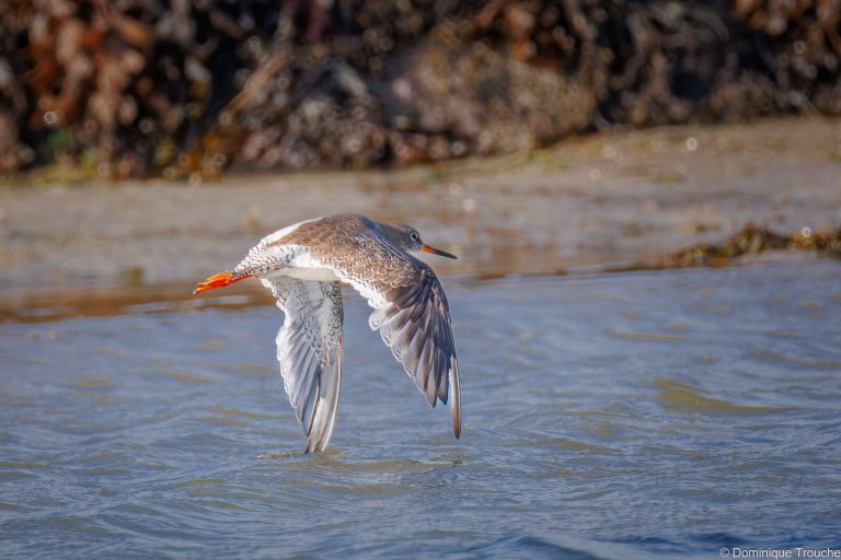 Chevaliers gambette en vol
