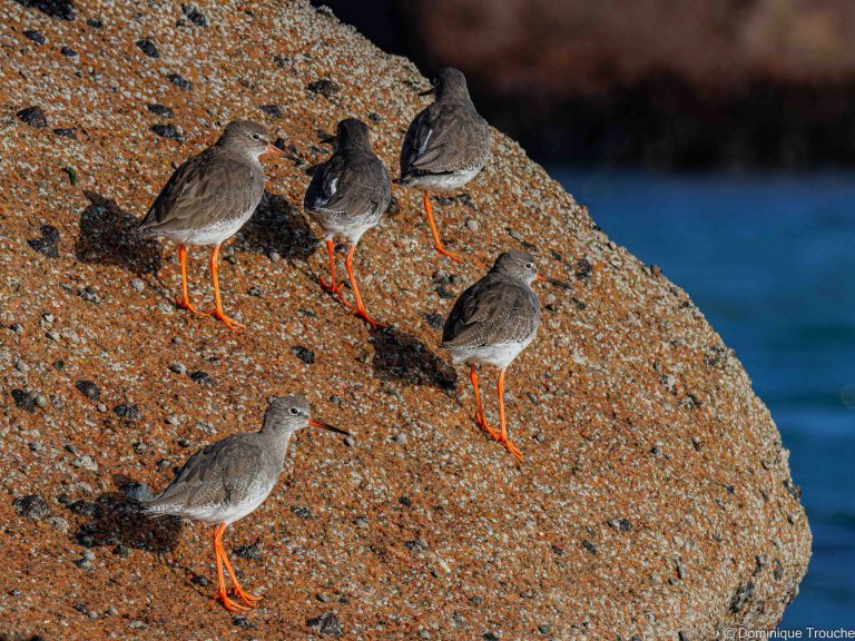 Groupe de Chevaliers gambette