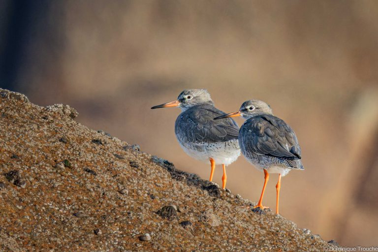 Groupe de Chevaliers gambette