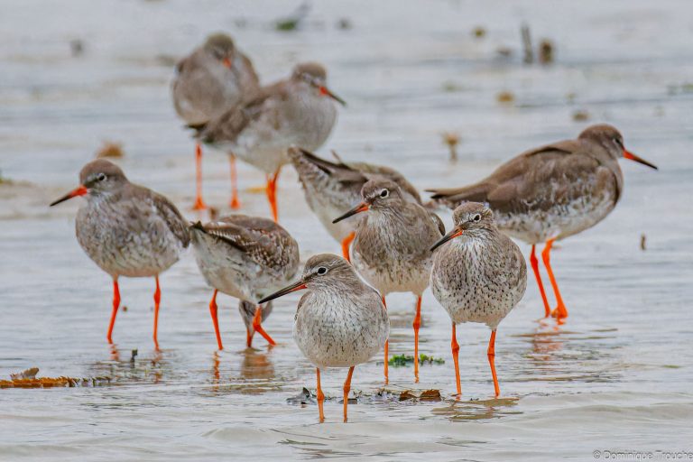 Groupe de Chevaliers gambette