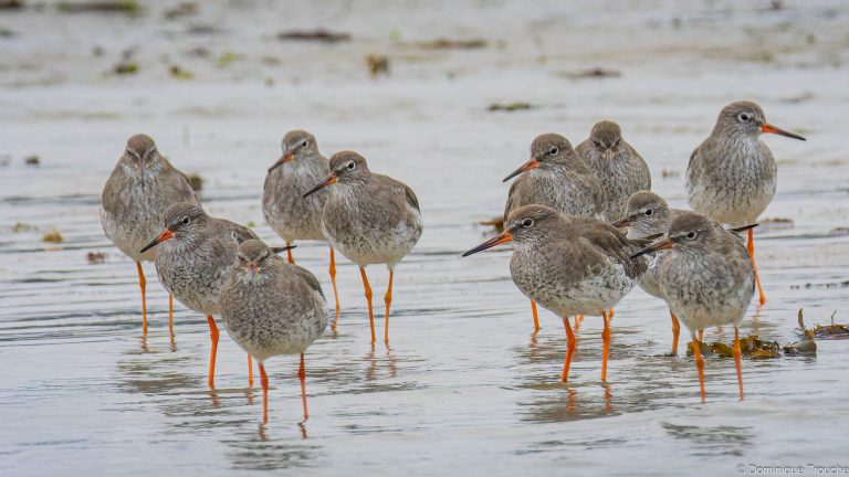 Groupe de Chevaliers gambette