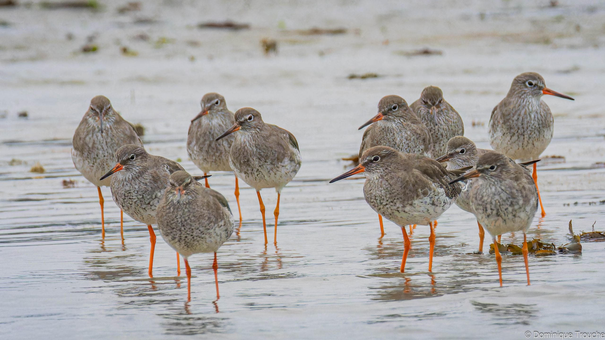 Groupe de Chevaliers gambette