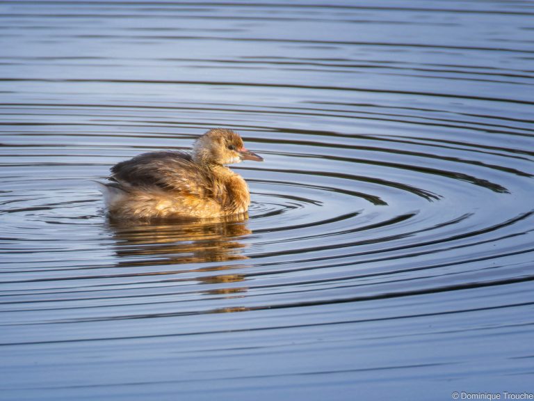 Grèbe castagneux — Baie Sainte-Anne, Trégastel (22) — 3 janvier 2025