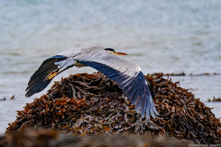 Héron cendré s'en va à la pêche