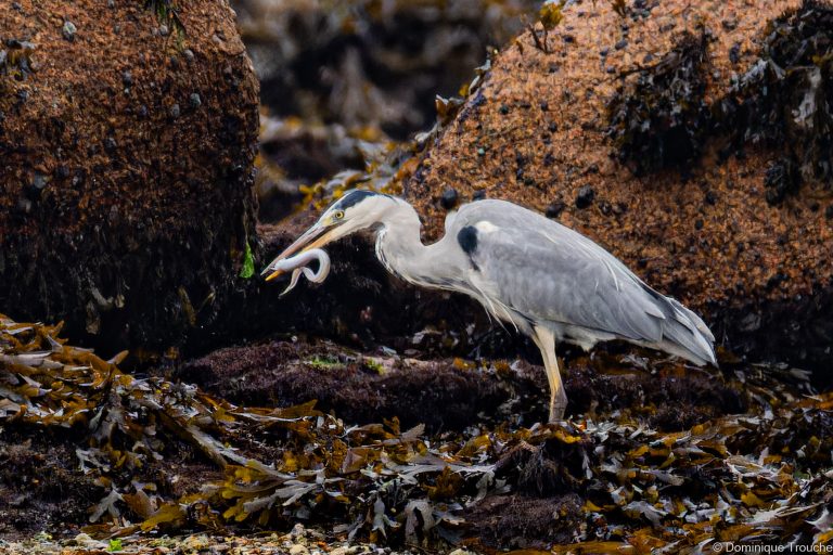 le héron avale un congre