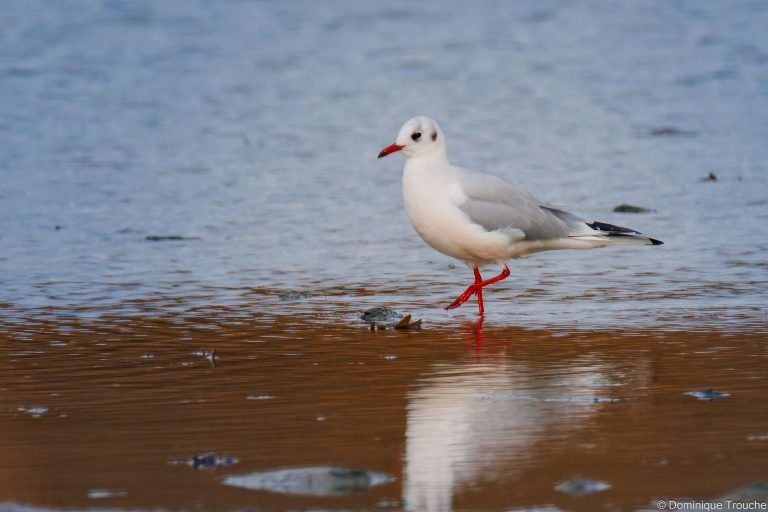 Mouette rieuse