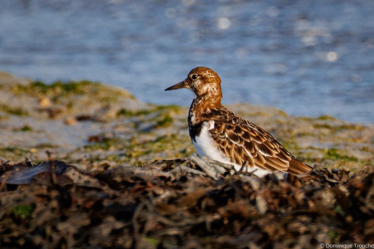 Tournepierre à collier