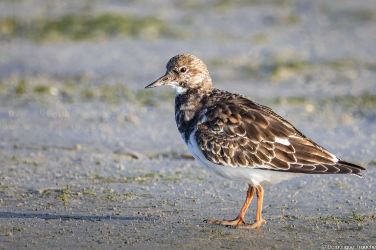 Tournepierre à collier