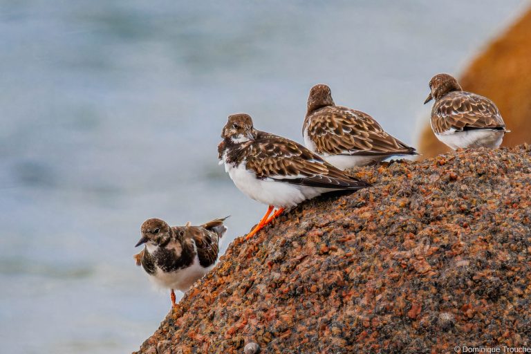 Tournepierre à collier