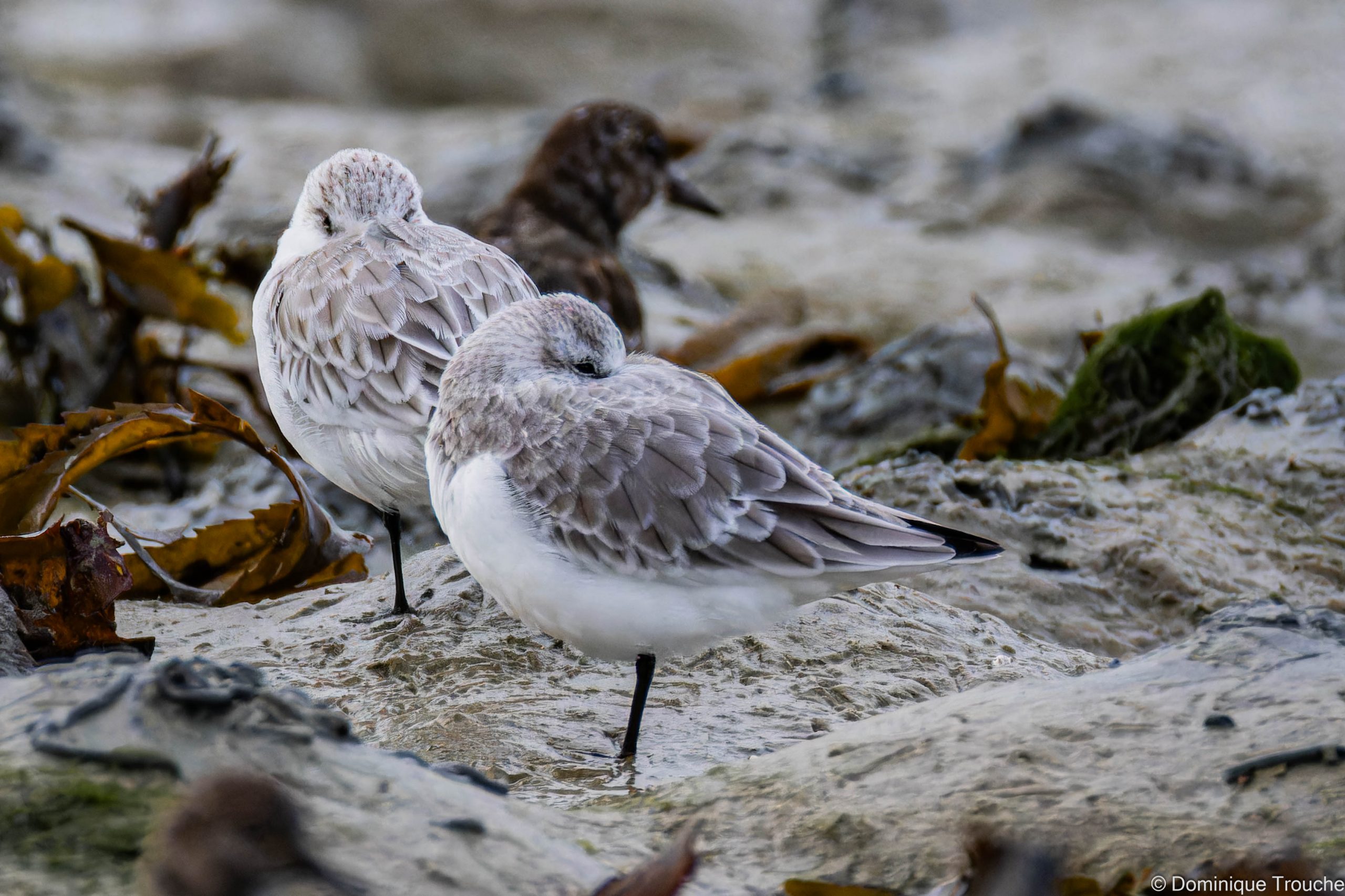 Lire la suite à propos de l’article Quelle variété d&rsquo;oiseaux !