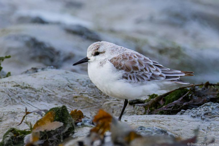 Bécasseau sanderling
