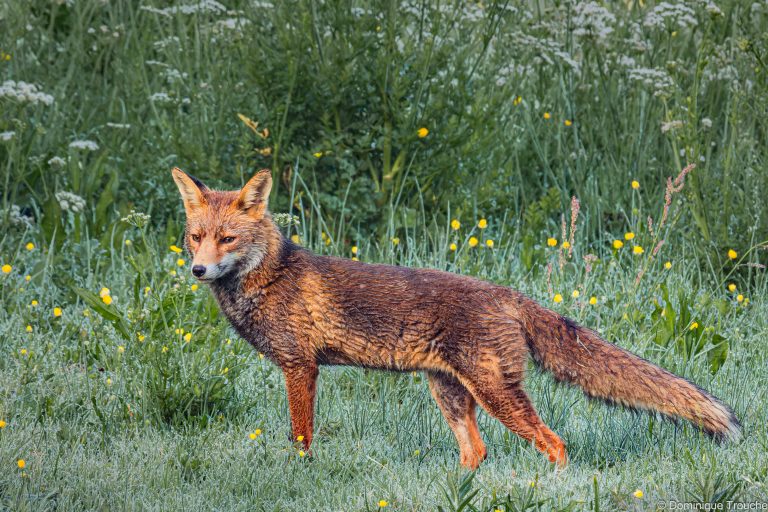 Renard roux