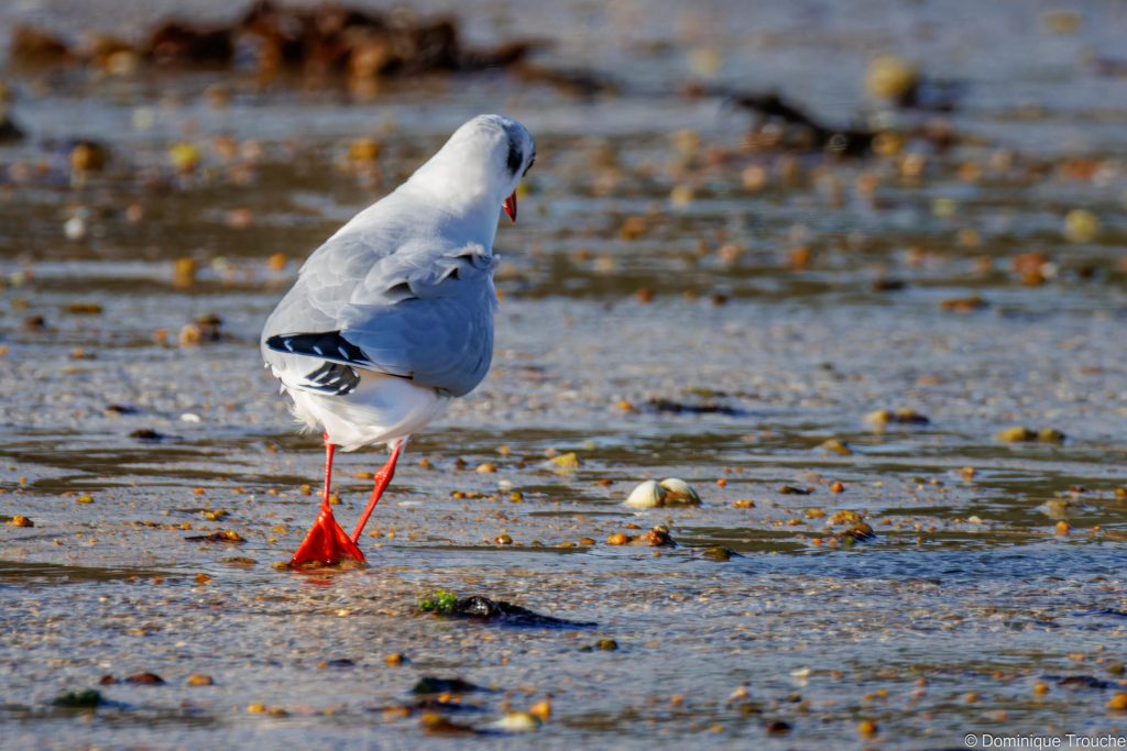 Mouette rieuse