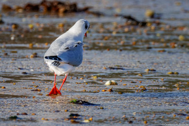 Mouette rieuse