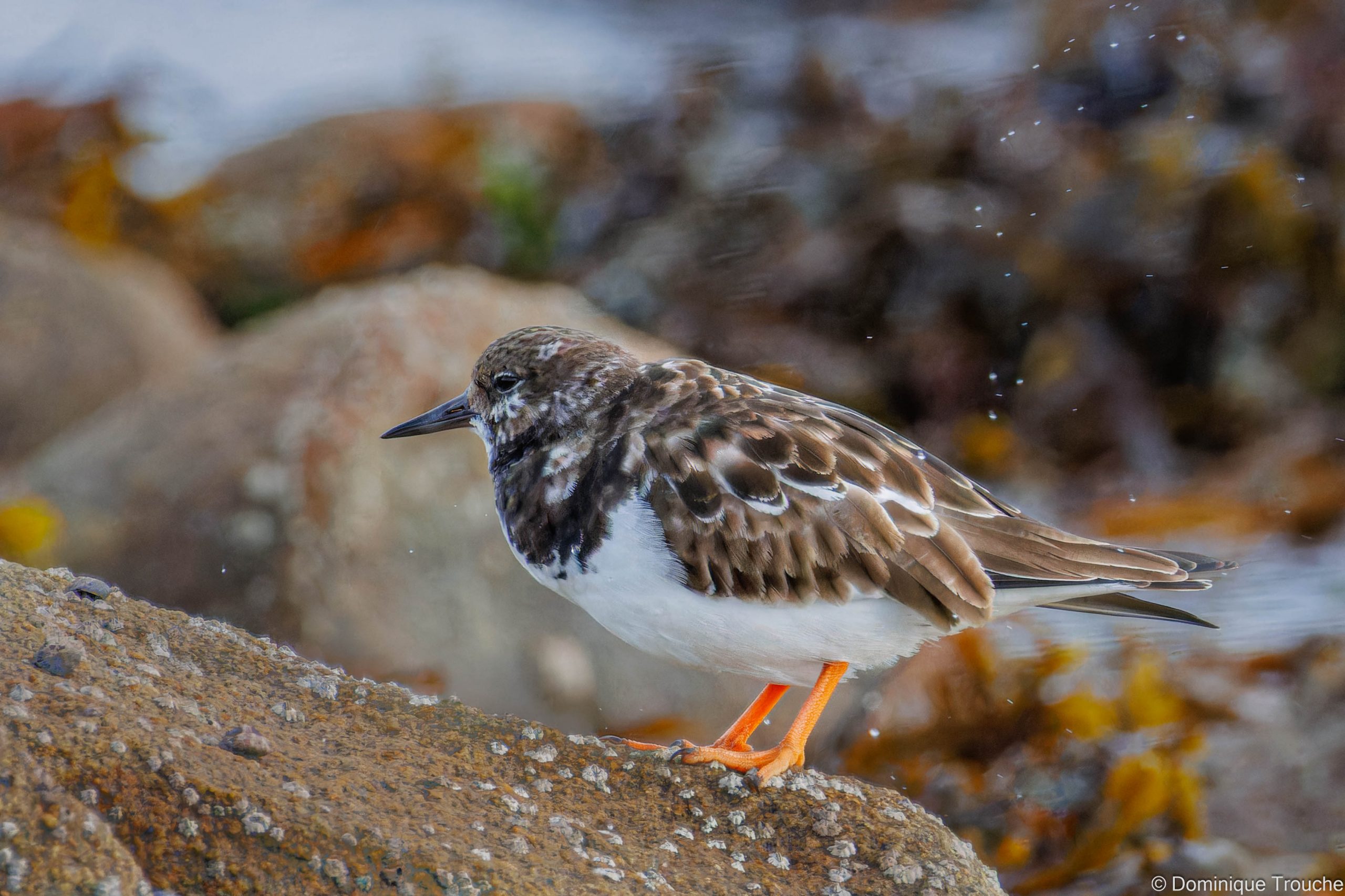 Tournepierre à collier