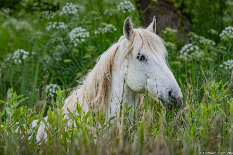 Cheval Camargue