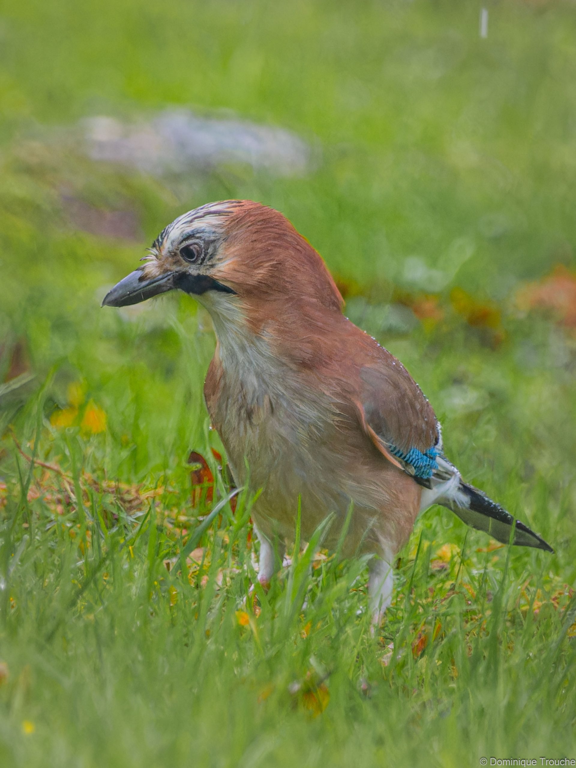 Lire la suite à propos de l’article Le Geai des chênes