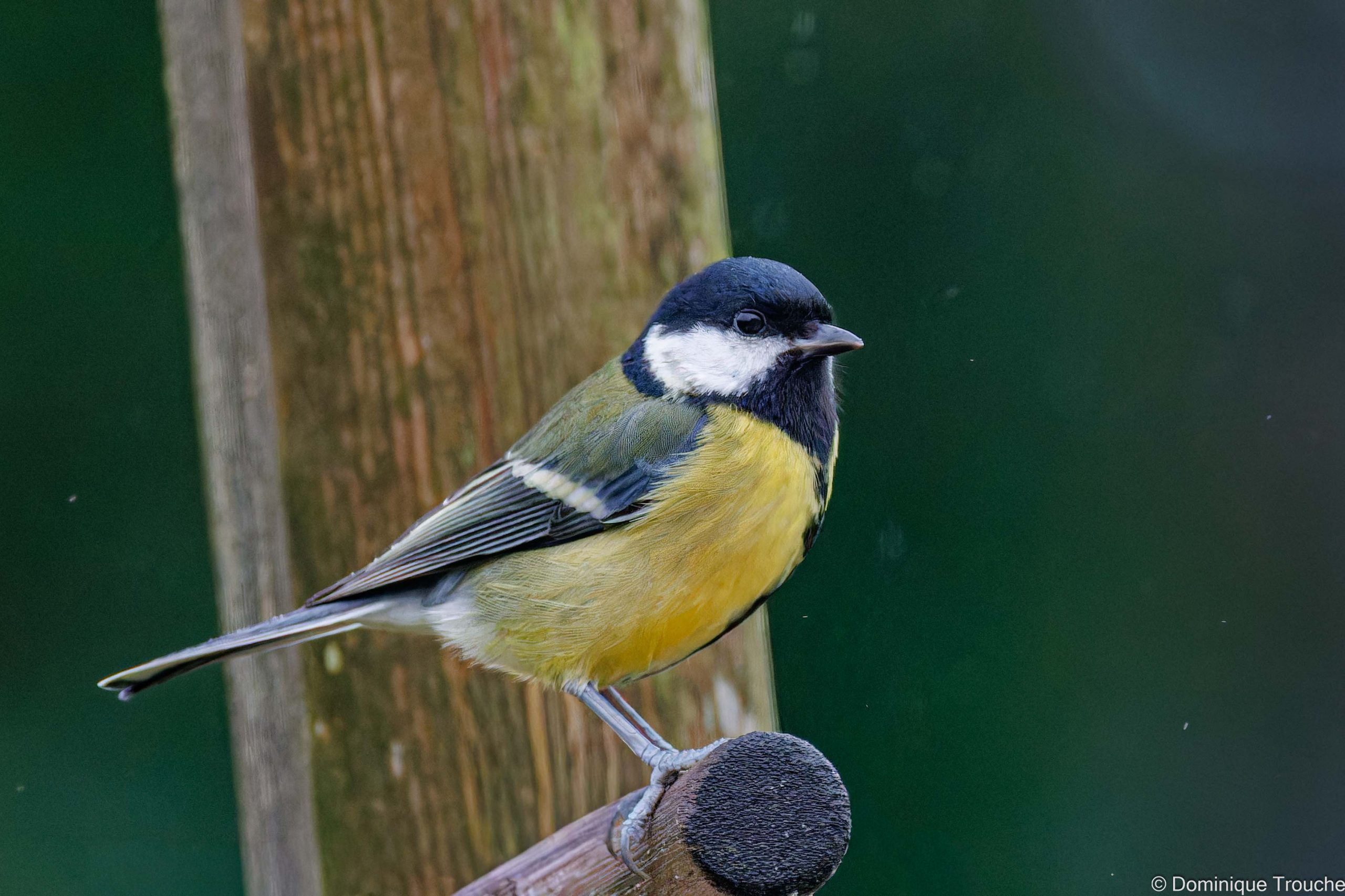  Mésange charbonnière