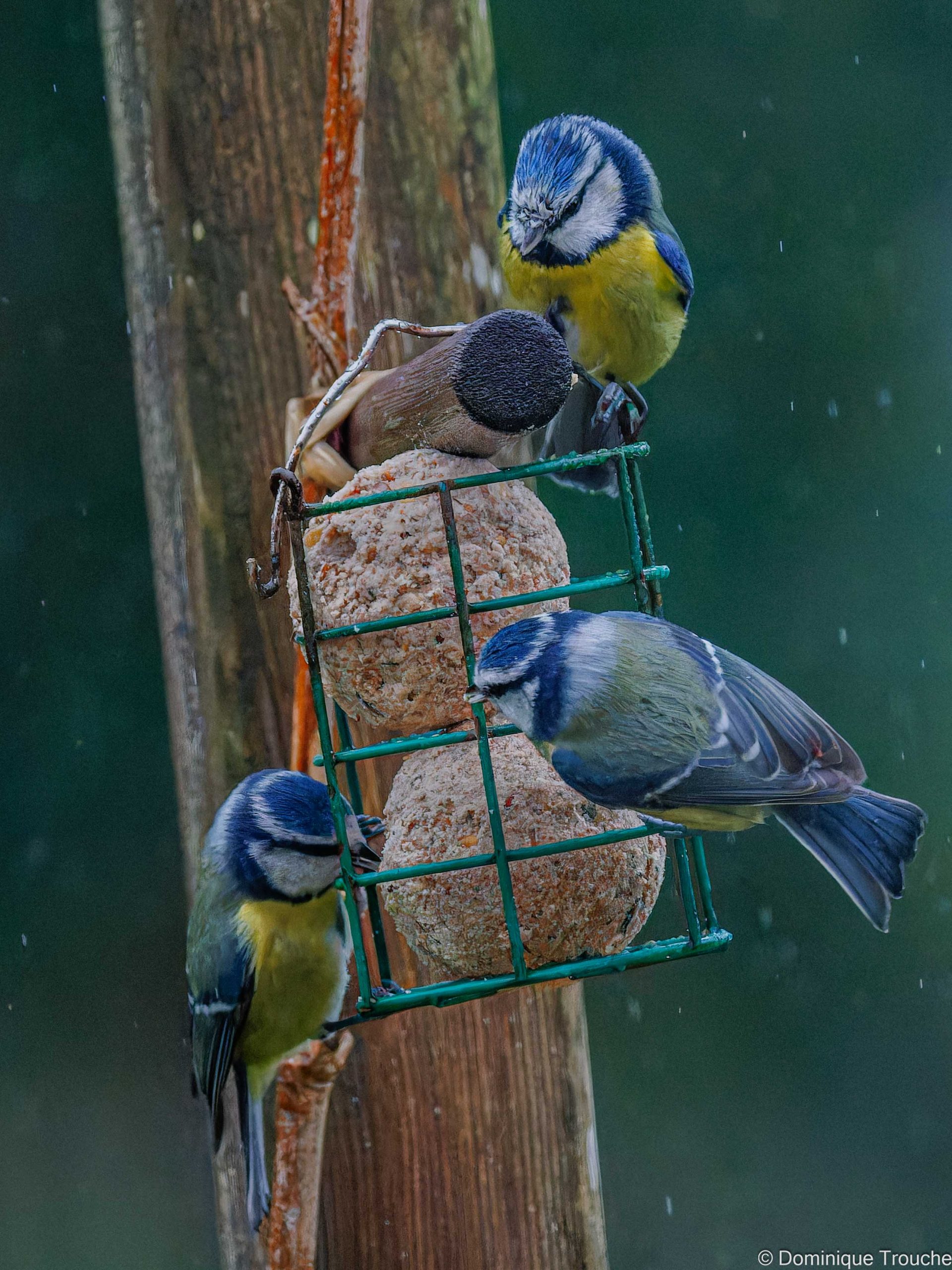 Festin pour les Mésanges bleues 