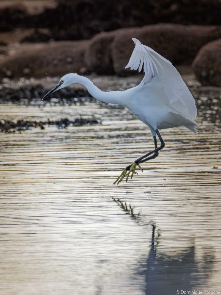 Aigrette garzette