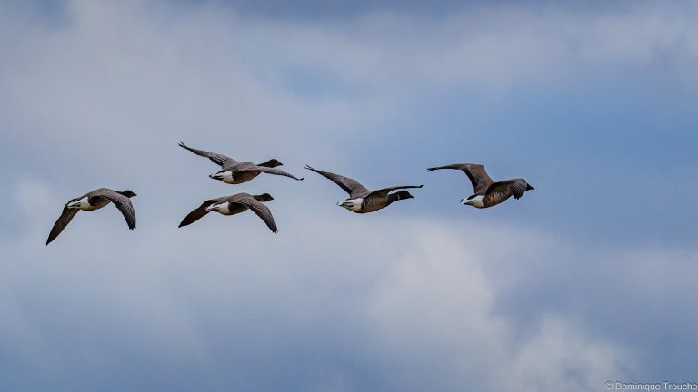 2025 Autour de Trébeurden, Bernache cravant-5