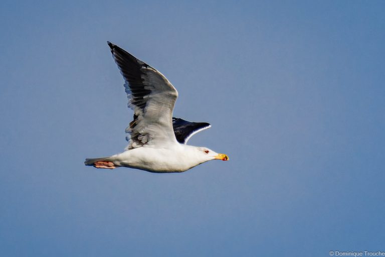 2025 Autour de Trébeurden, Goéland marin-5