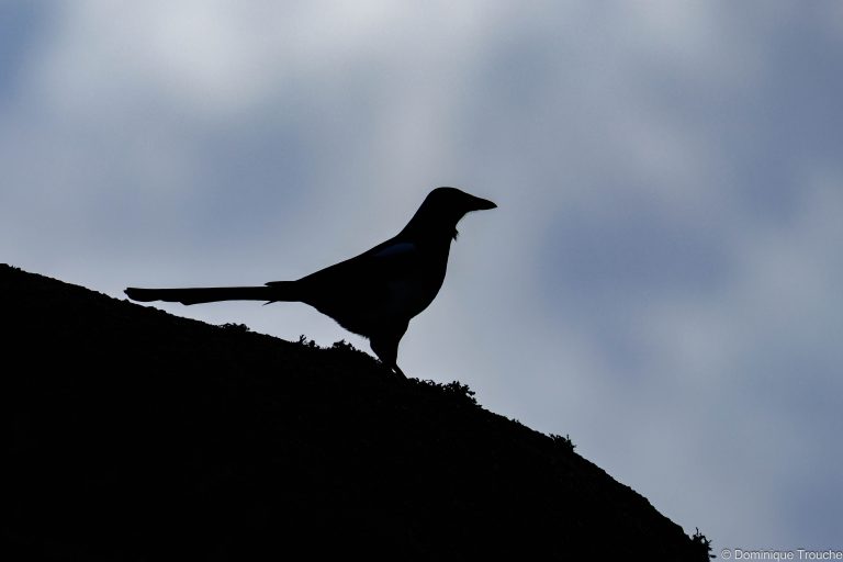 Silhouette pie bavarde