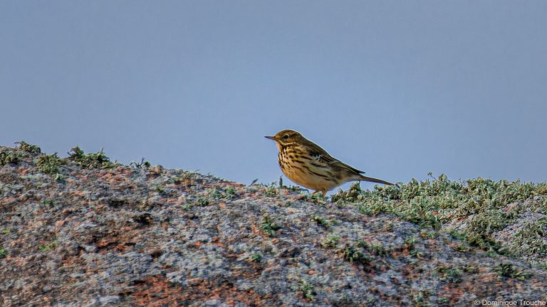 Pipit Farlouse