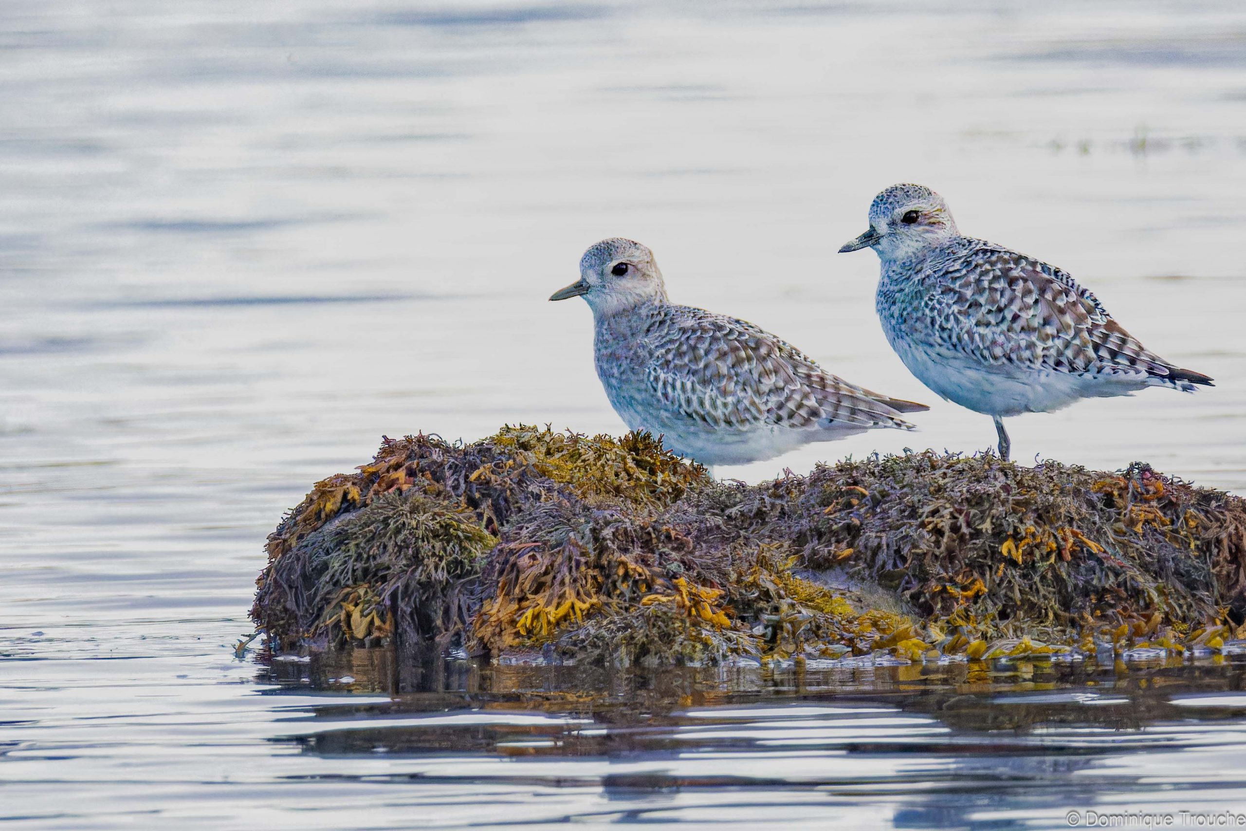 Lire la suite à propos de l’article Marée montante sur Toeno à Trébeurden