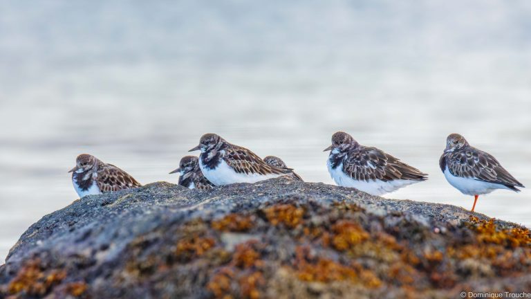 Tournepierre à collier
