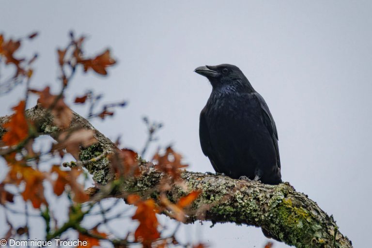 Grand corbeau perché sur un arbre (sans fromage)