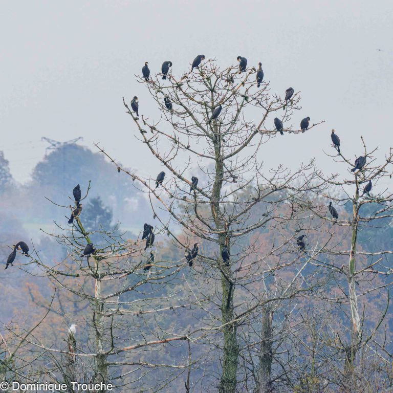 Un arbre à Grands cormorans