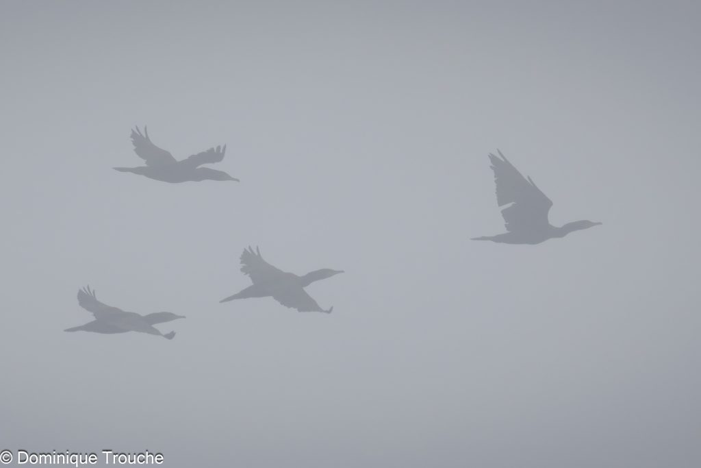 Grands cormorans dans la brume