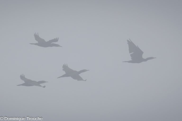 Grands cormorans dans la brume