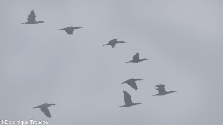 Grands cormorans dans la brume