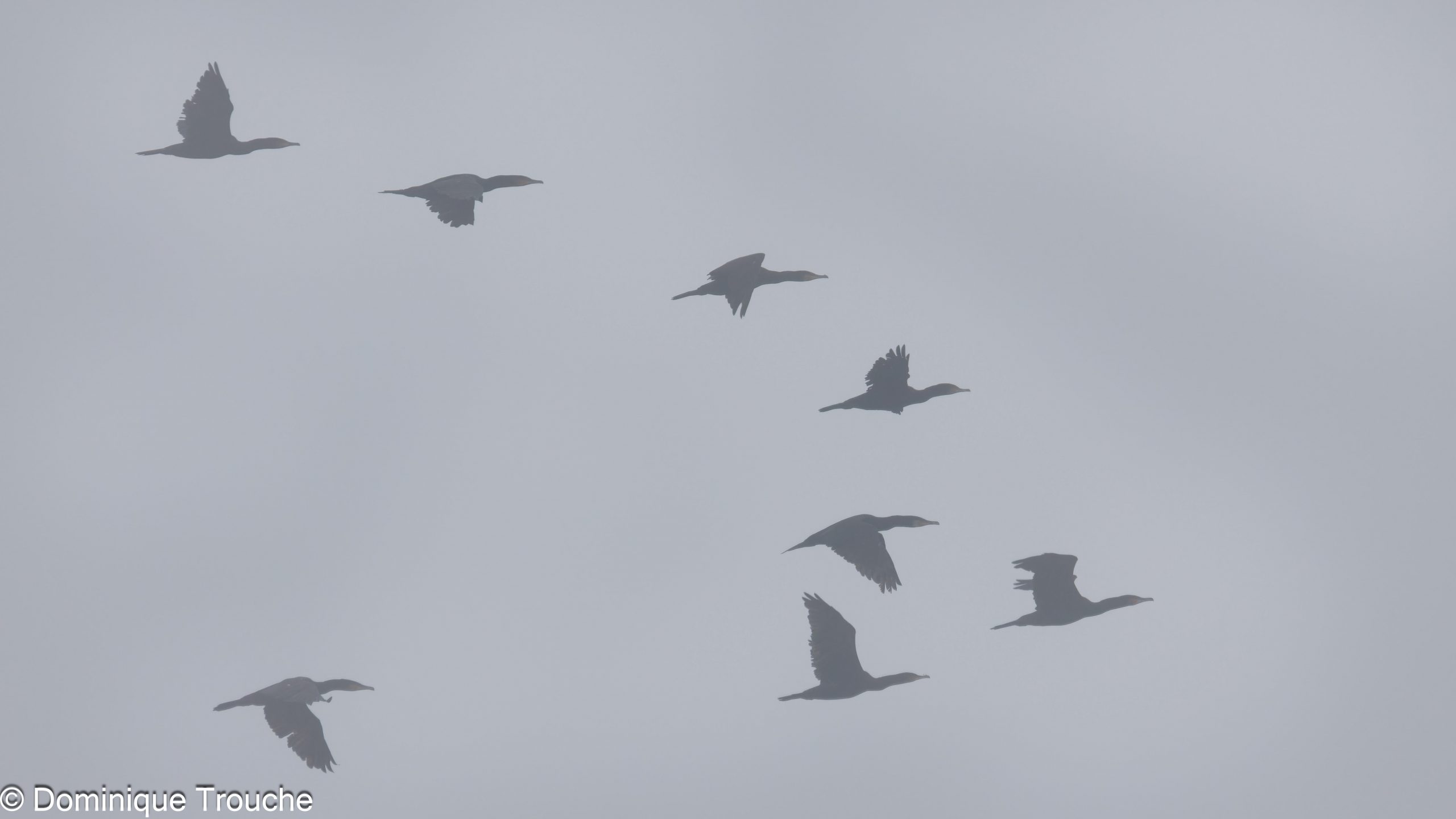 Lire la suite à propos de l’article Fin de migration sur l&rsquo;Etang de la Cantache