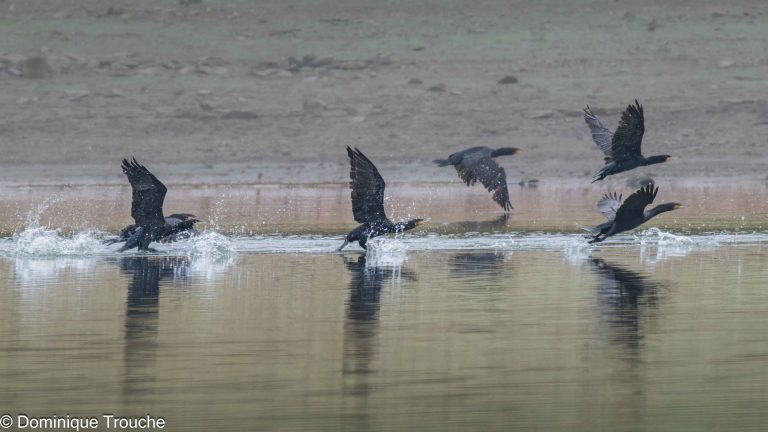 Envol de Grands cormorans