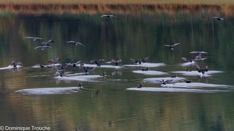 Un groupe de Grands cormorans se pose