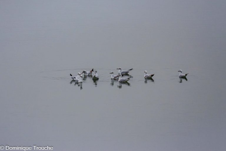 Groupe de mouettes rieuses