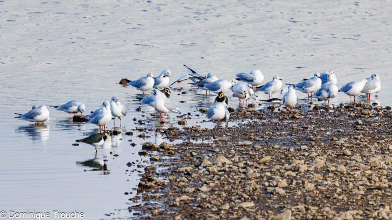 Quelques vanneaux huppés au milieu de Mouettes rieuses